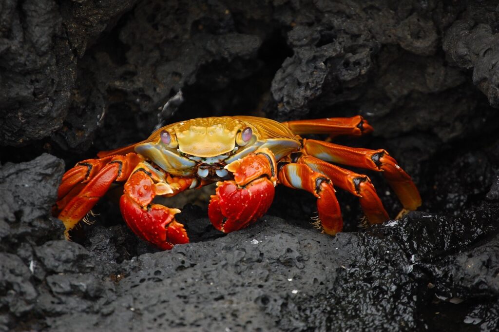 What do crabs have in common with conscious growth?